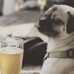 Santa Cruz Brews
