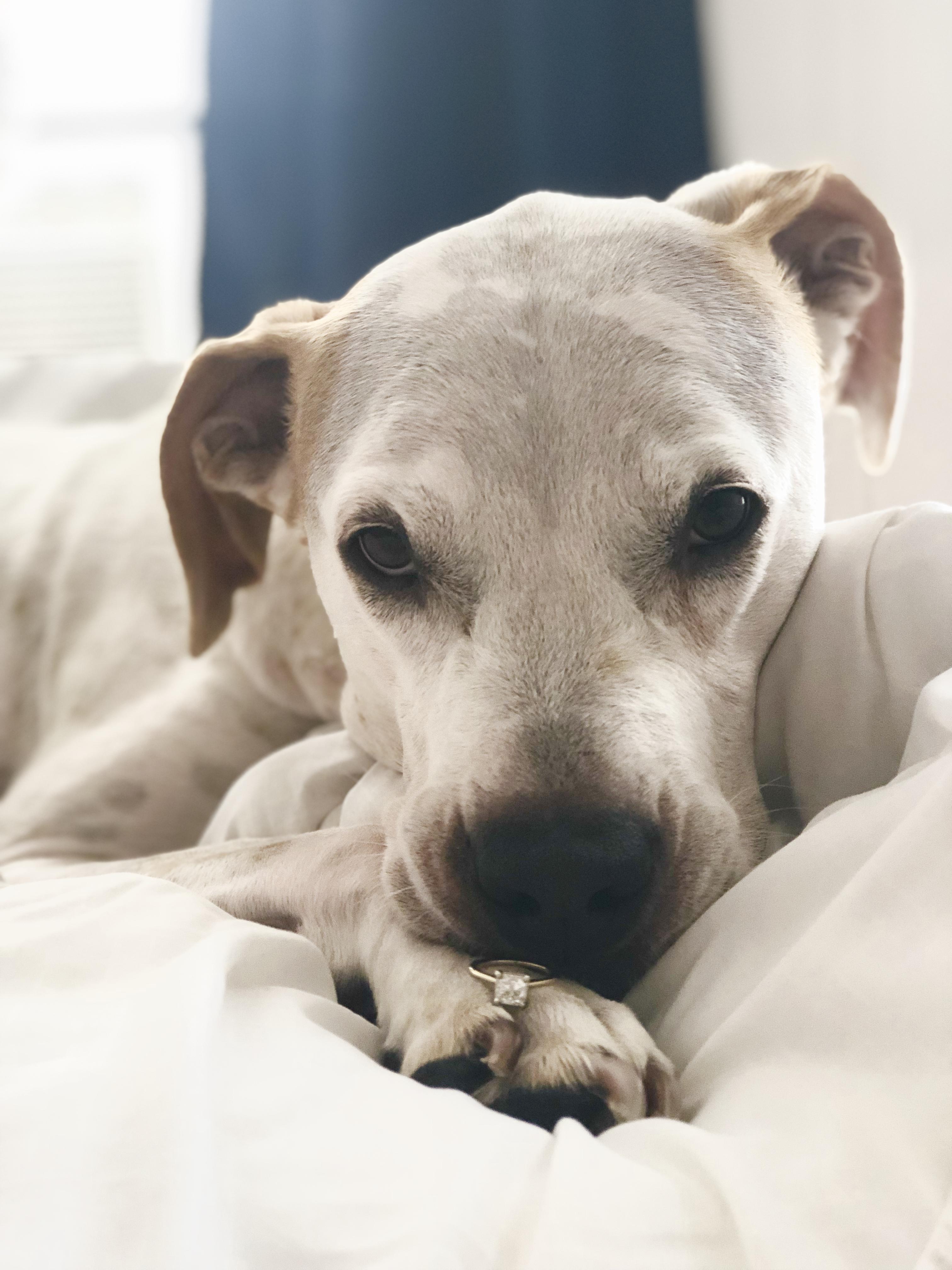 The Wedding Website of Hope Rochefort and Daniel Shibley