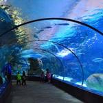 Omaha's Henry Doorly Zoo and Aquarium