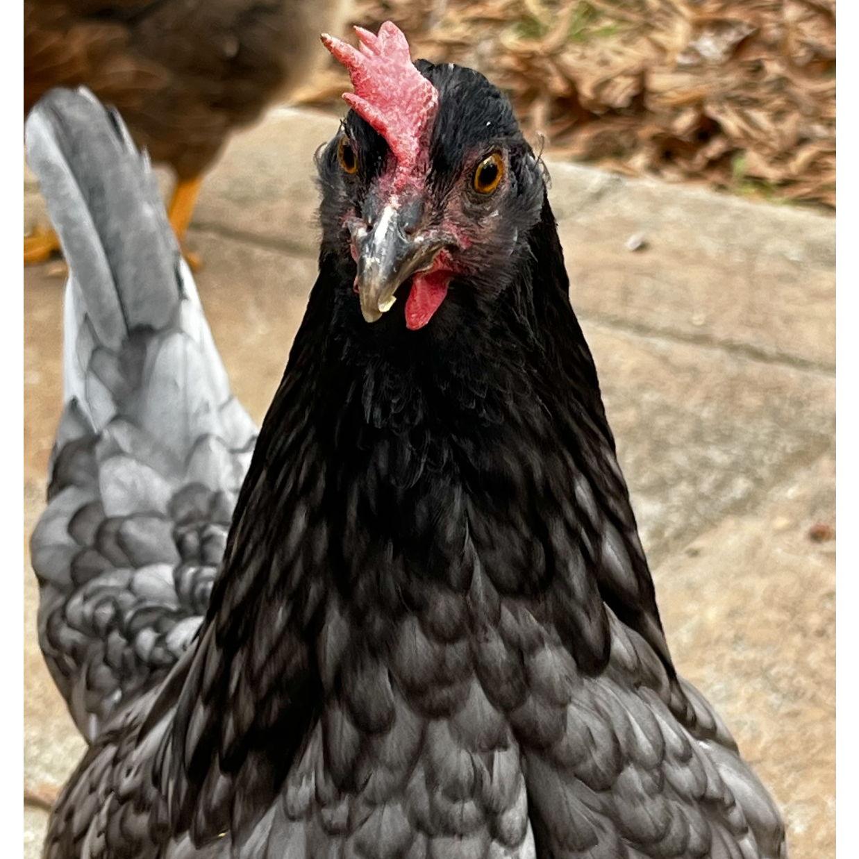 Tequila usually looks like she’s had one too many. Her eyes are slightly crossed and so is her attitude. She was recently voted most likely to become soup. Just kidding…kinda.