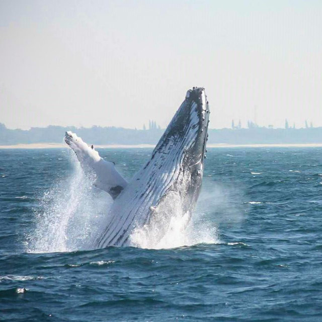 Whale and Dolphin Watching!