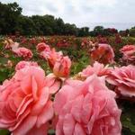 Lyndale Park Rose Garden