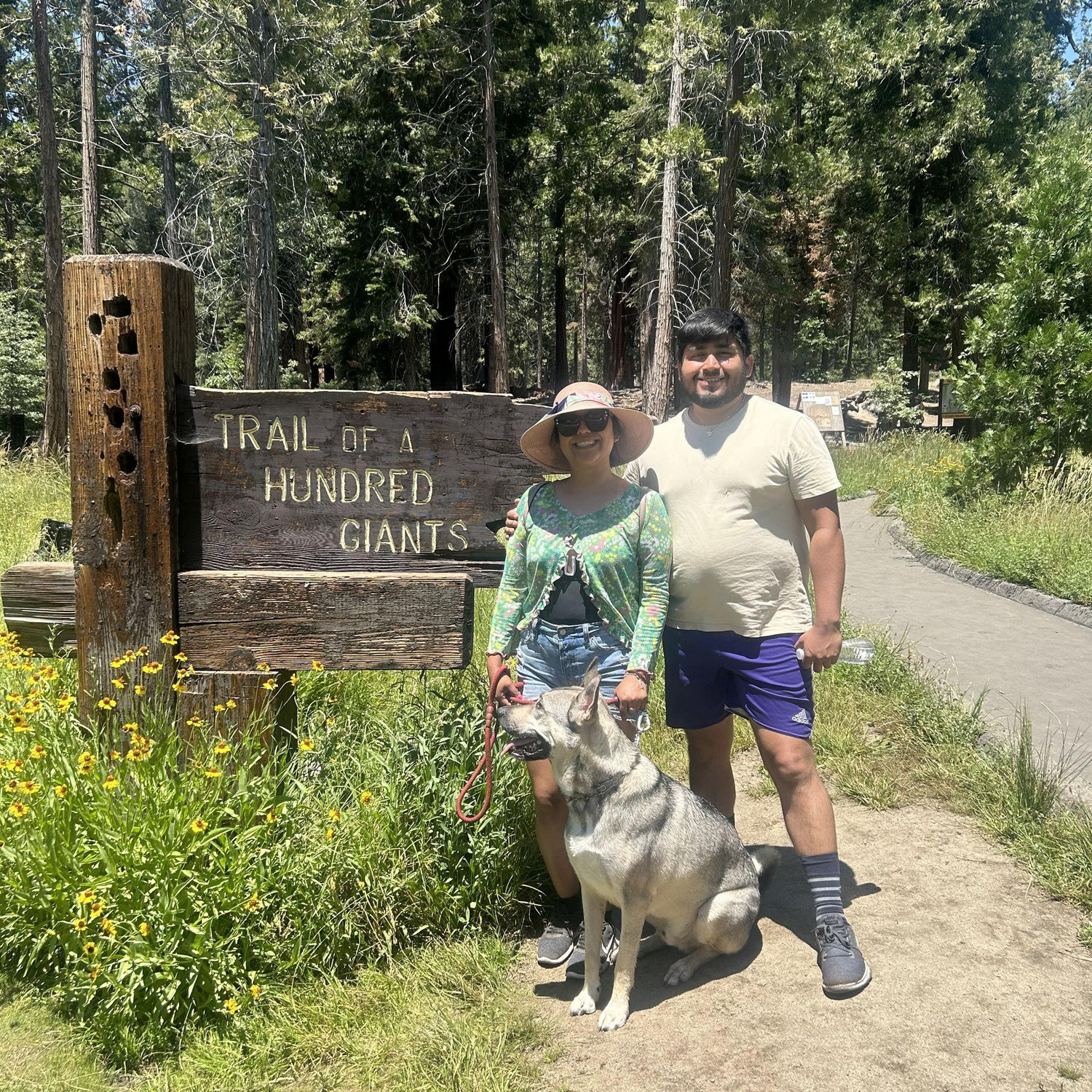 Sequoia
