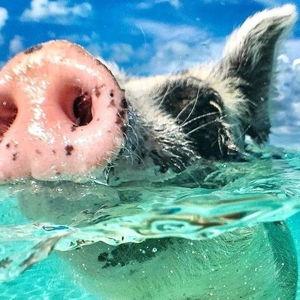 Yes ... We're Swimming with Pigs!