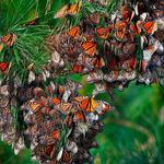 Monarch Butterfly Grove