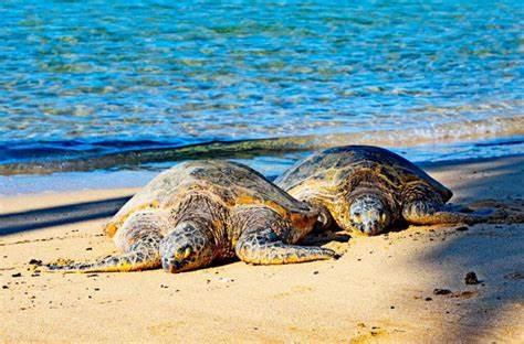 The Wedding Website of Brandy Petrelli and Robert Krebs