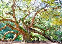Angel Oak Tree
