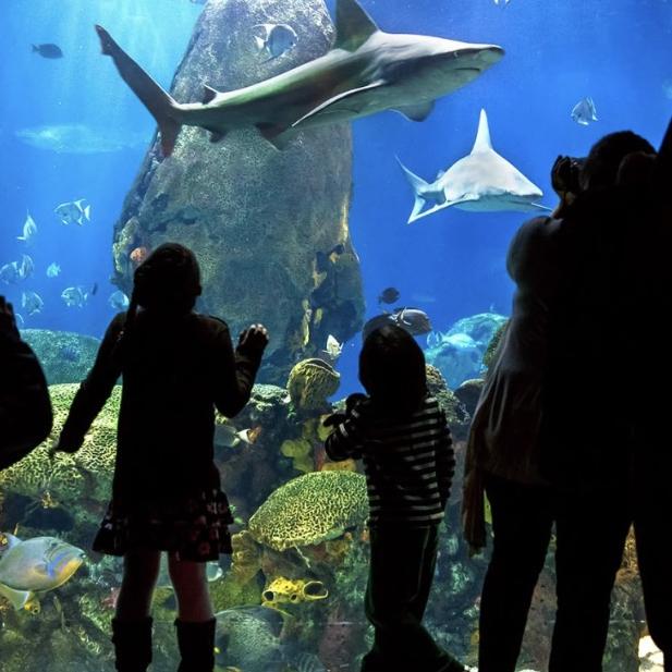 Aquarium Membership for Two