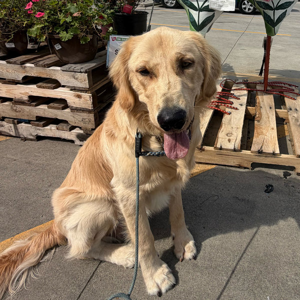 Chester’s Boarding for Honeymoon!