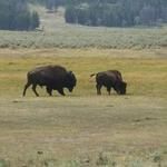 Yellowstone Safari Co
