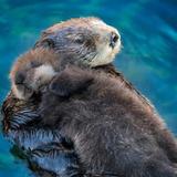 Monterey Bay Aquarium and Cannery Row