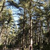 La forêt des cèdres