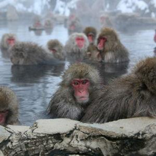 Visiting the Nagano Snow Monkey Park