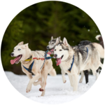 Dog Sled Tours