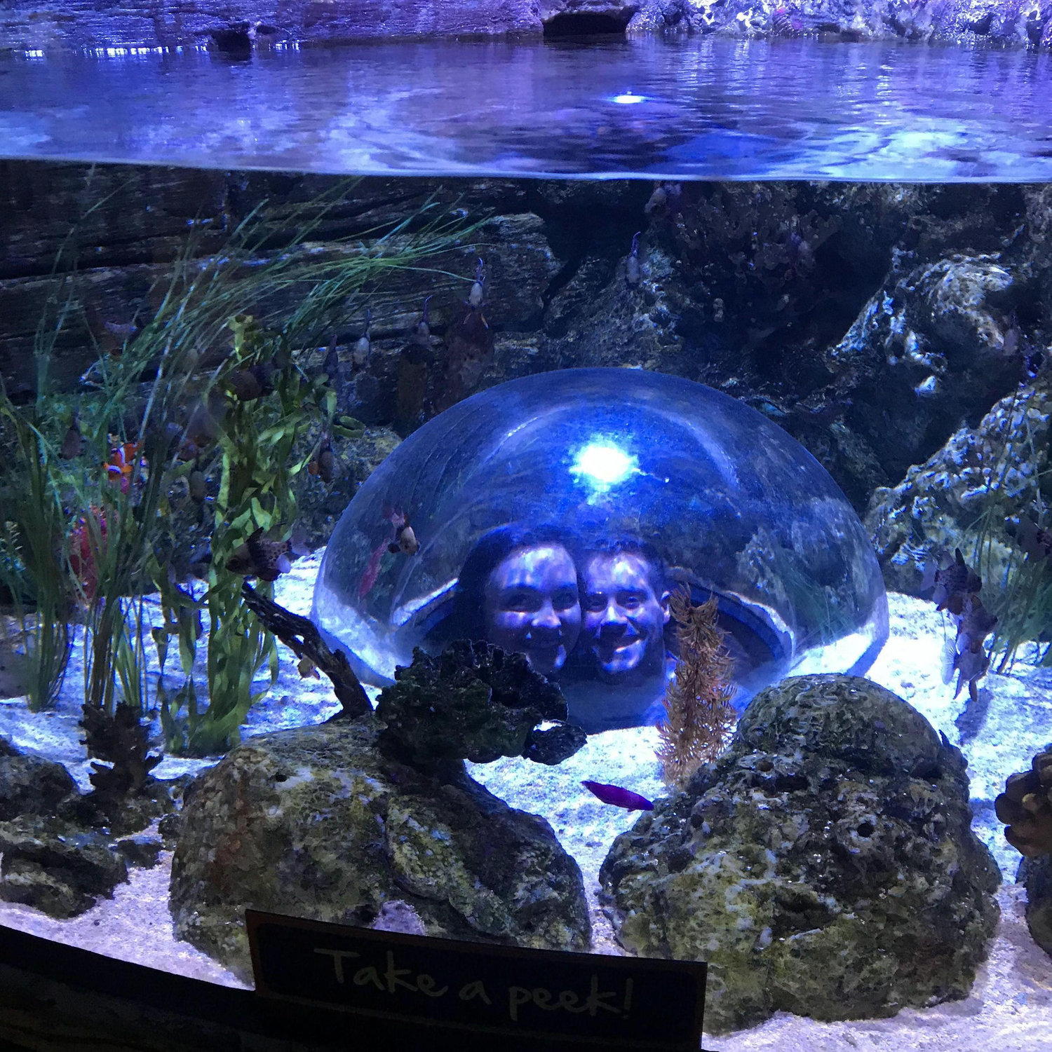 June 19, 2019- Sealife, Grapevine, Texas