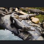Critchlow Alligator Sanctuary