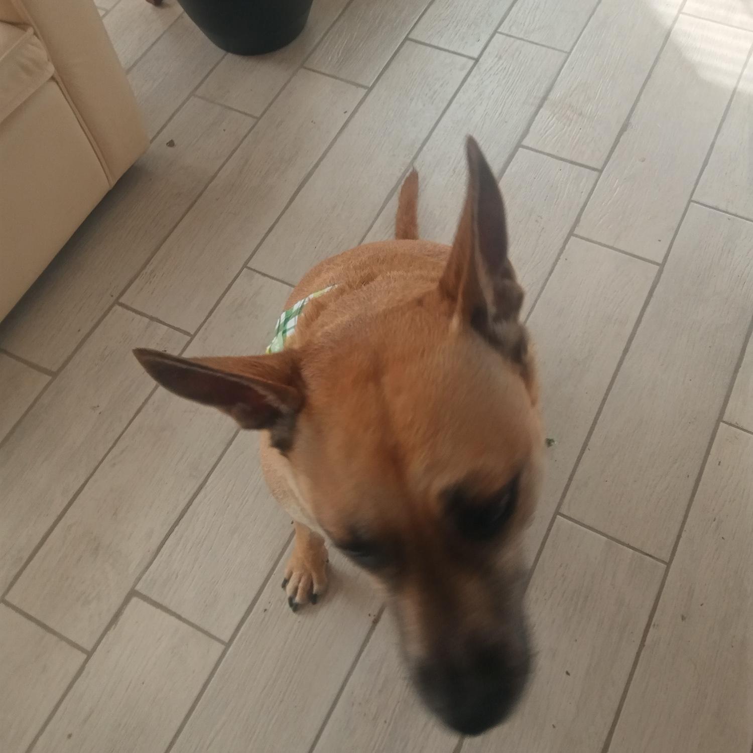 My…. Our dog, Milo