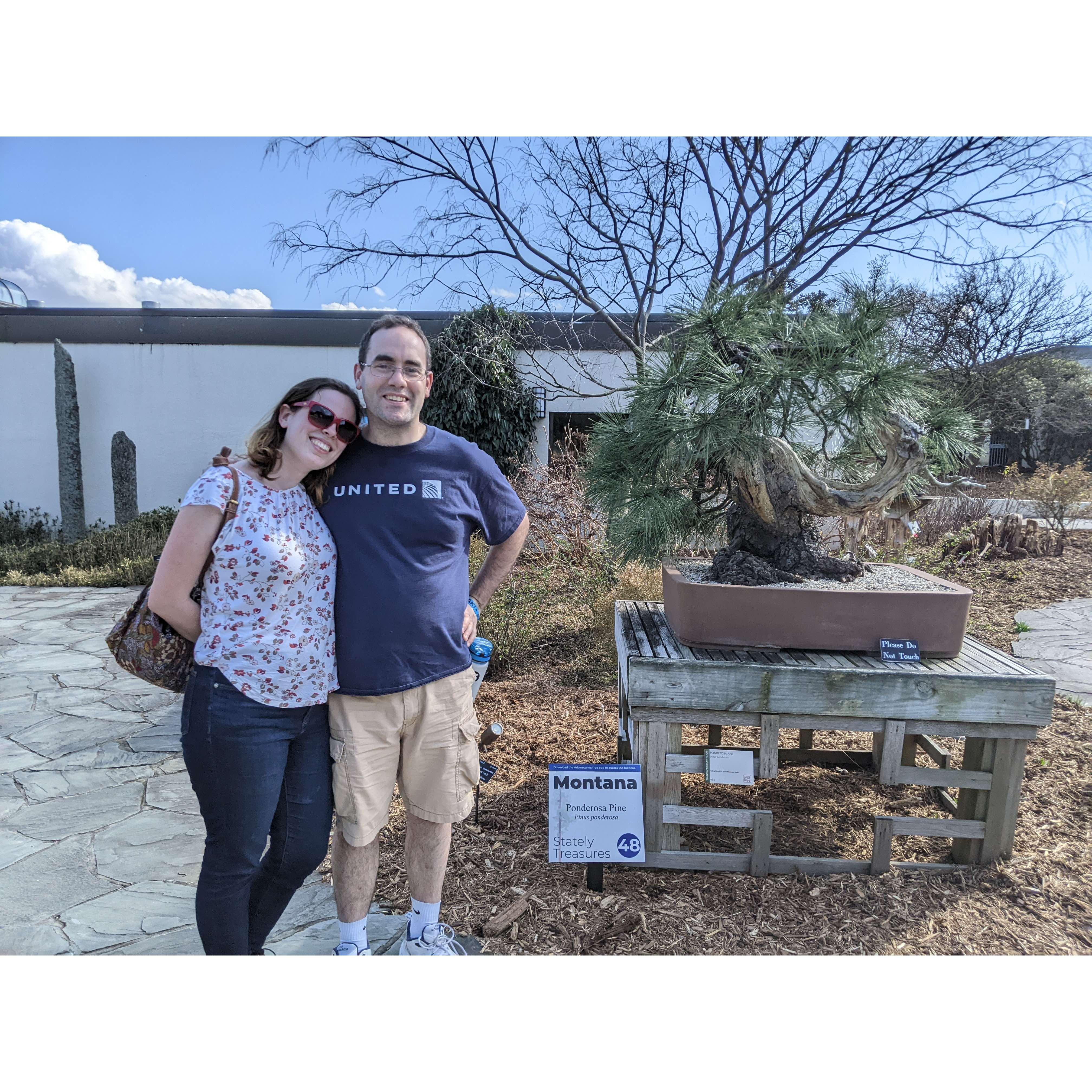 A Montana ponderosa pine at the National Arboretum