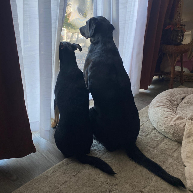 Overnight at dog friendly hotel!