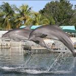 Dolphins Plus Bayside