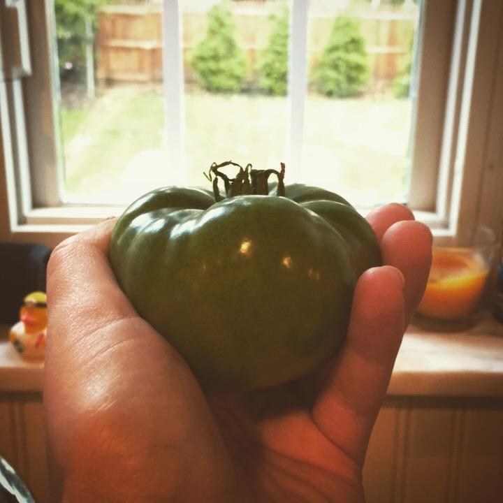 First garden, first tomato. 
Huntington WV, summer 2017