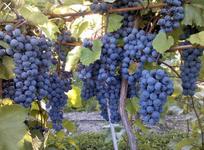 Brotherhood Winery