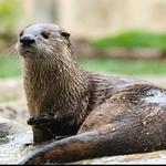 Fort Wayne Children's Zoo