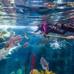 The Florida Aquarium