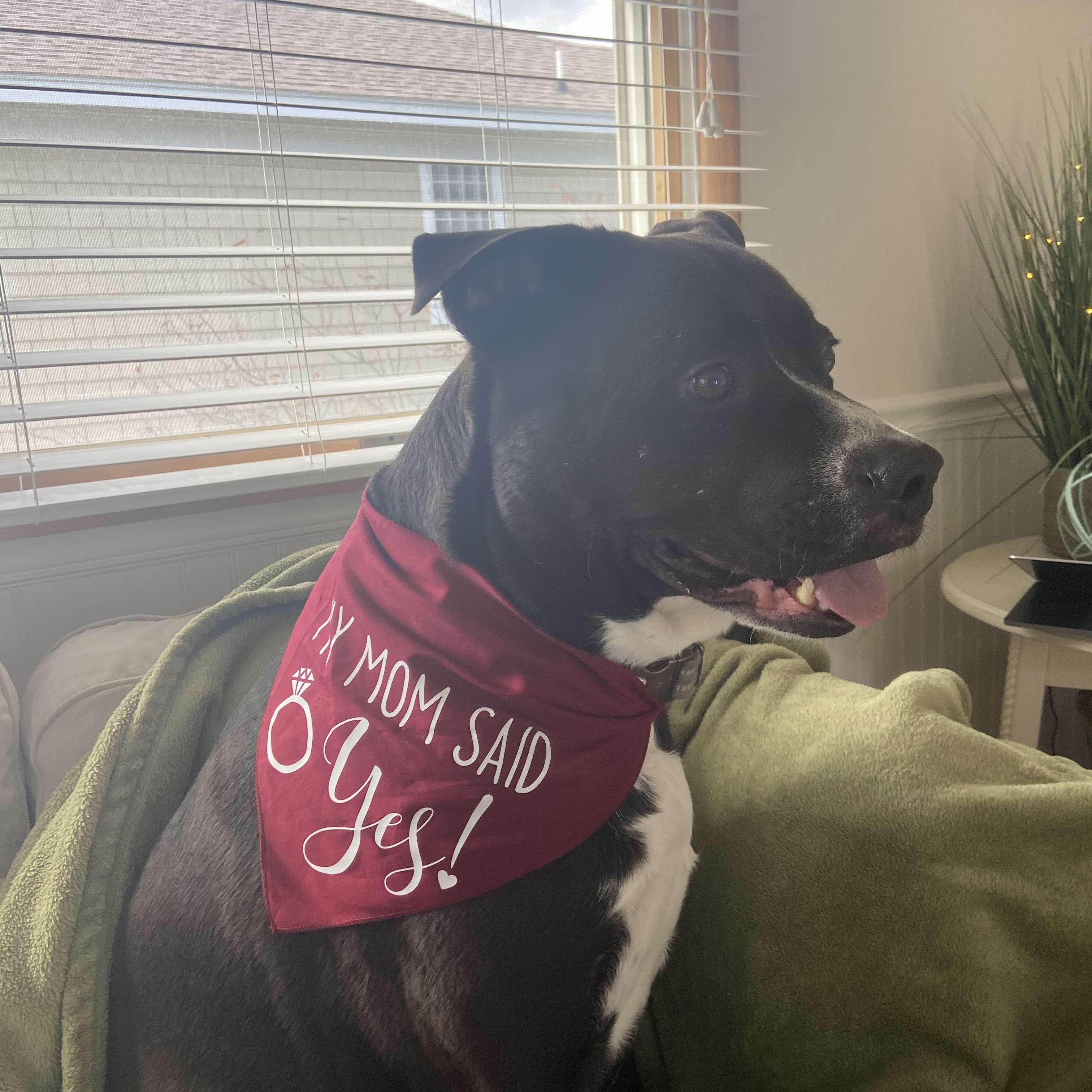 Bucky Barnes celebrating his humans' big day in OBX!