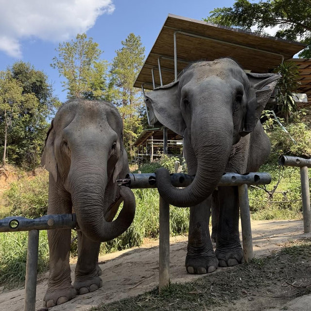 Thailand Elephant Sanctuary