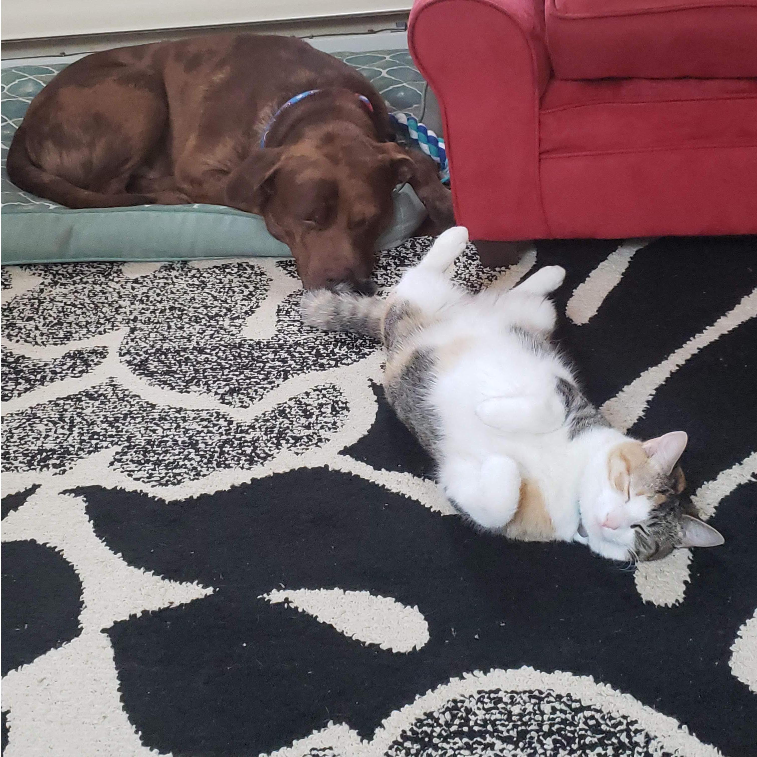 And then there were two fur babies.....