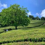 Sip some tea at the plantation