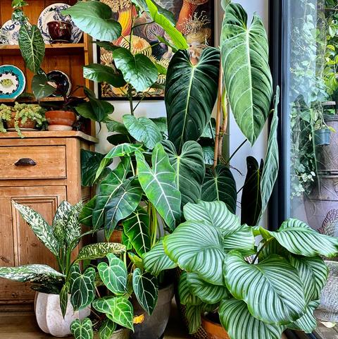 Plant Fund