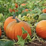 Bengtson's Pumpkin Farm and Fall Fest