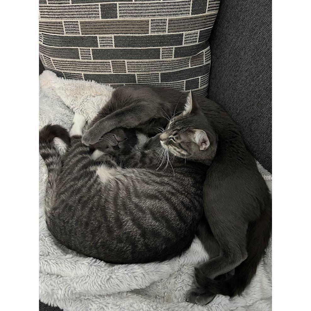 9/20/24 | Flynn and Forest! In Sep '24 we took a leap of faith and adopted Forest (the striped one), not knowing how Flynn would handle the transition from being an only child for 3 years.