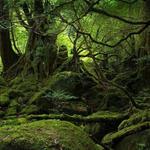 Tillamook State Forest