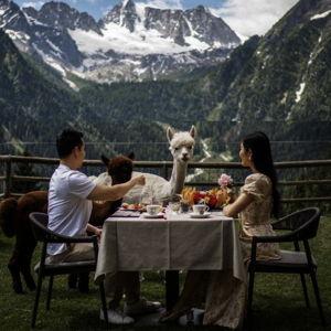 Breakfast with Alpacas!!!!!!!!!