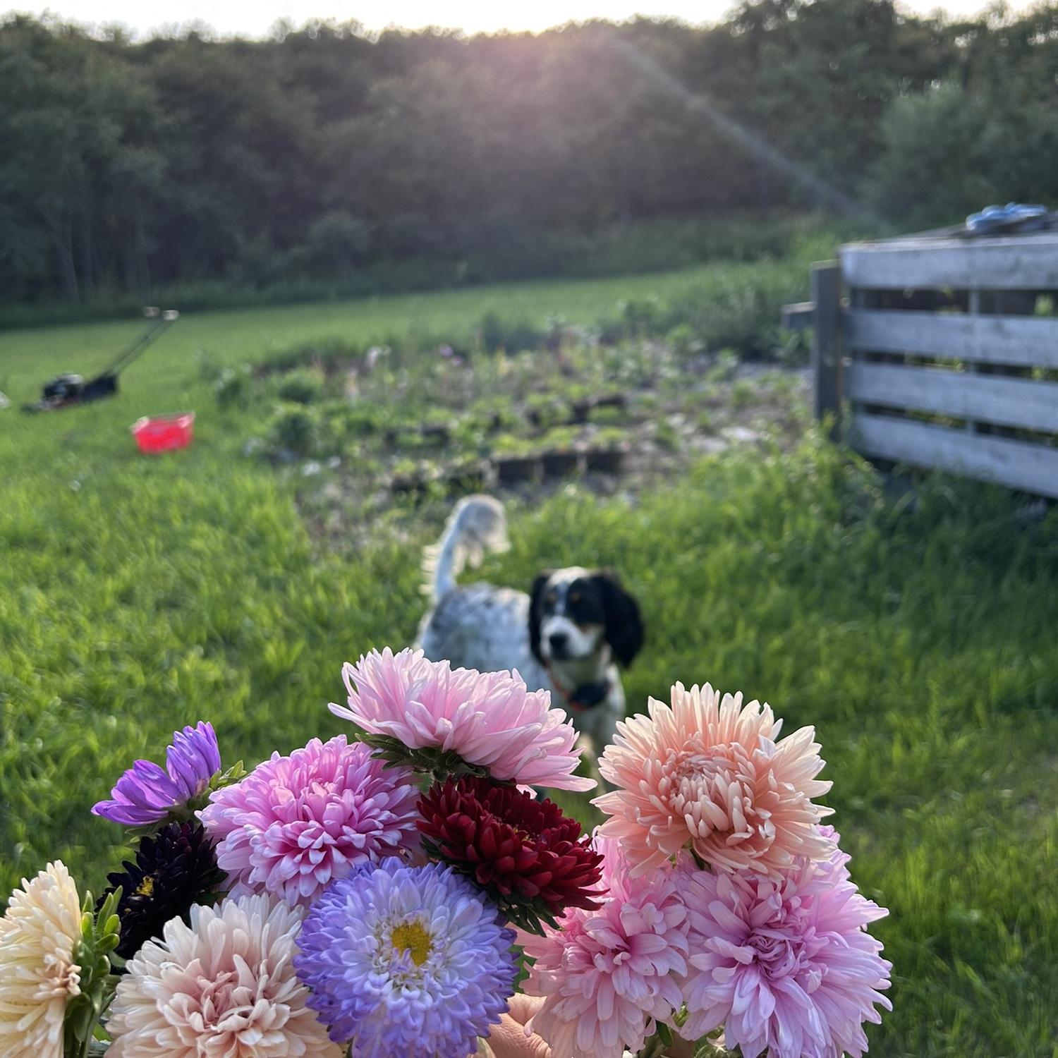 2025 garden