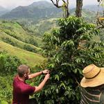 Coffee Farm Tour