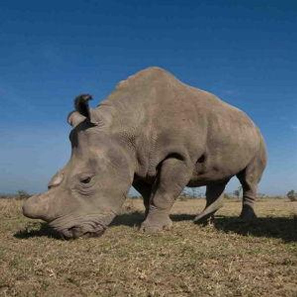 Laikipia – Ol Pejeta/Solio