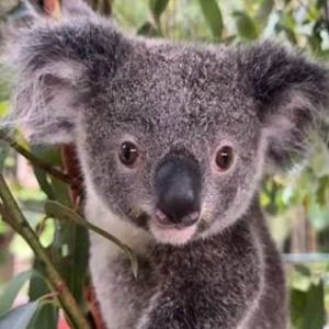 Phillip Island and Wildlife Tour