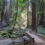 Muir Woods Panoramic trail