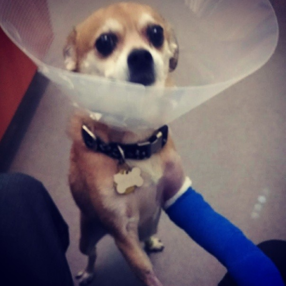 Oatmeal's first broken leg July 2014
