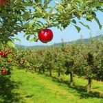 Pick Apples at Bartlett's Orchard