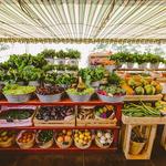Flora Farms