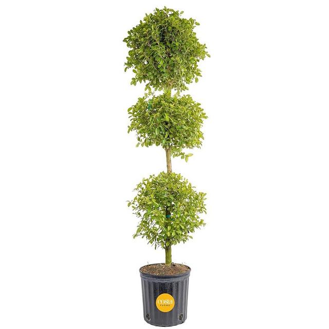 Costa Farms 3-Ball Eugenia Topiary Live Indoor Plant, Potted in Nursery Plant Pot, Indoor Outdoor Home and Patio Decor, 60-Inches Tall