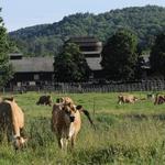 Billings Farm & Museum National Historic Park