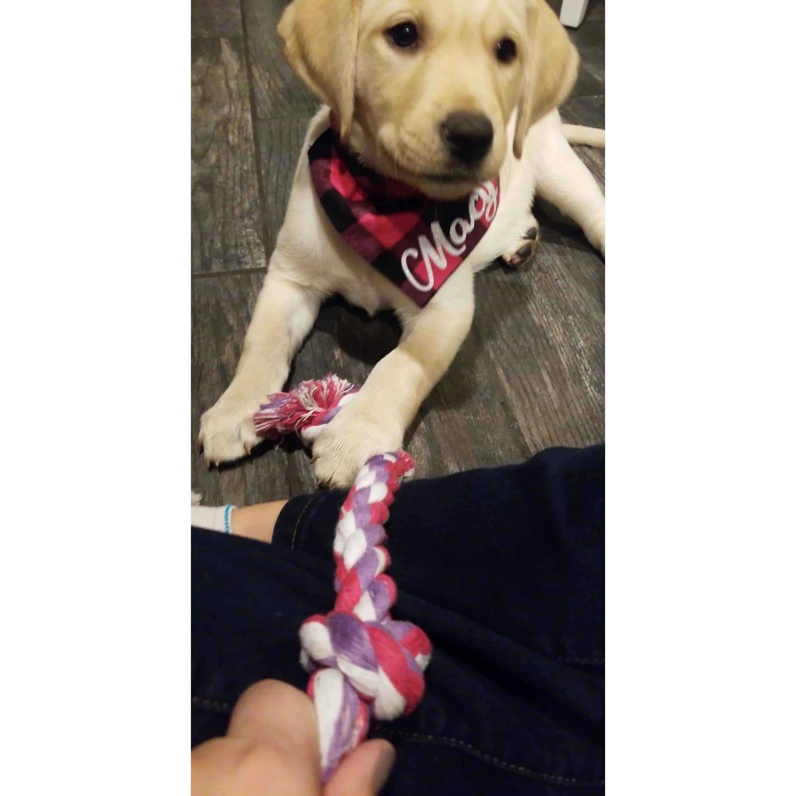 Our new fur baby- Macy