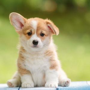 Puppy Fund