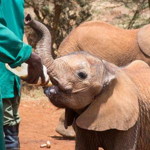 Our Visit to Sheldrick Elephant Orphanage